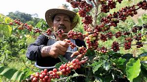 Petani Kopi