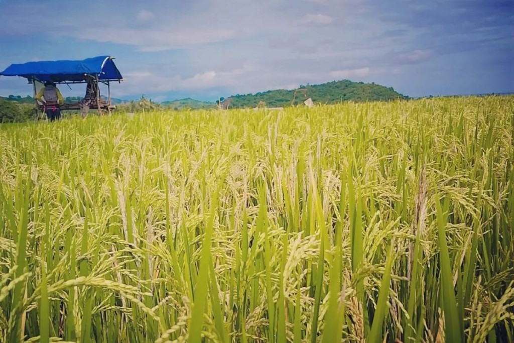 Petani Palawija